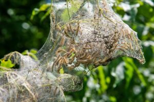 The Fall Webworm Menace in Fort Bend County