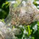 The Fall Webworm Menace in Fort Bend County