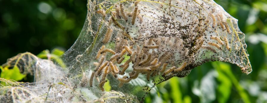 The Fall Webworm Menace in Fort Bend County