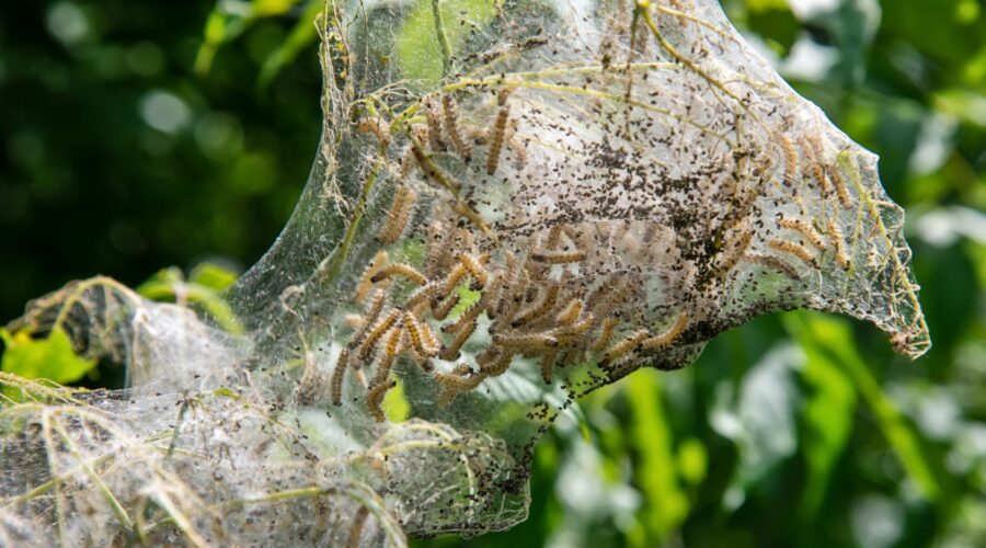 The Fall Webworm Menace in Fort Bend County